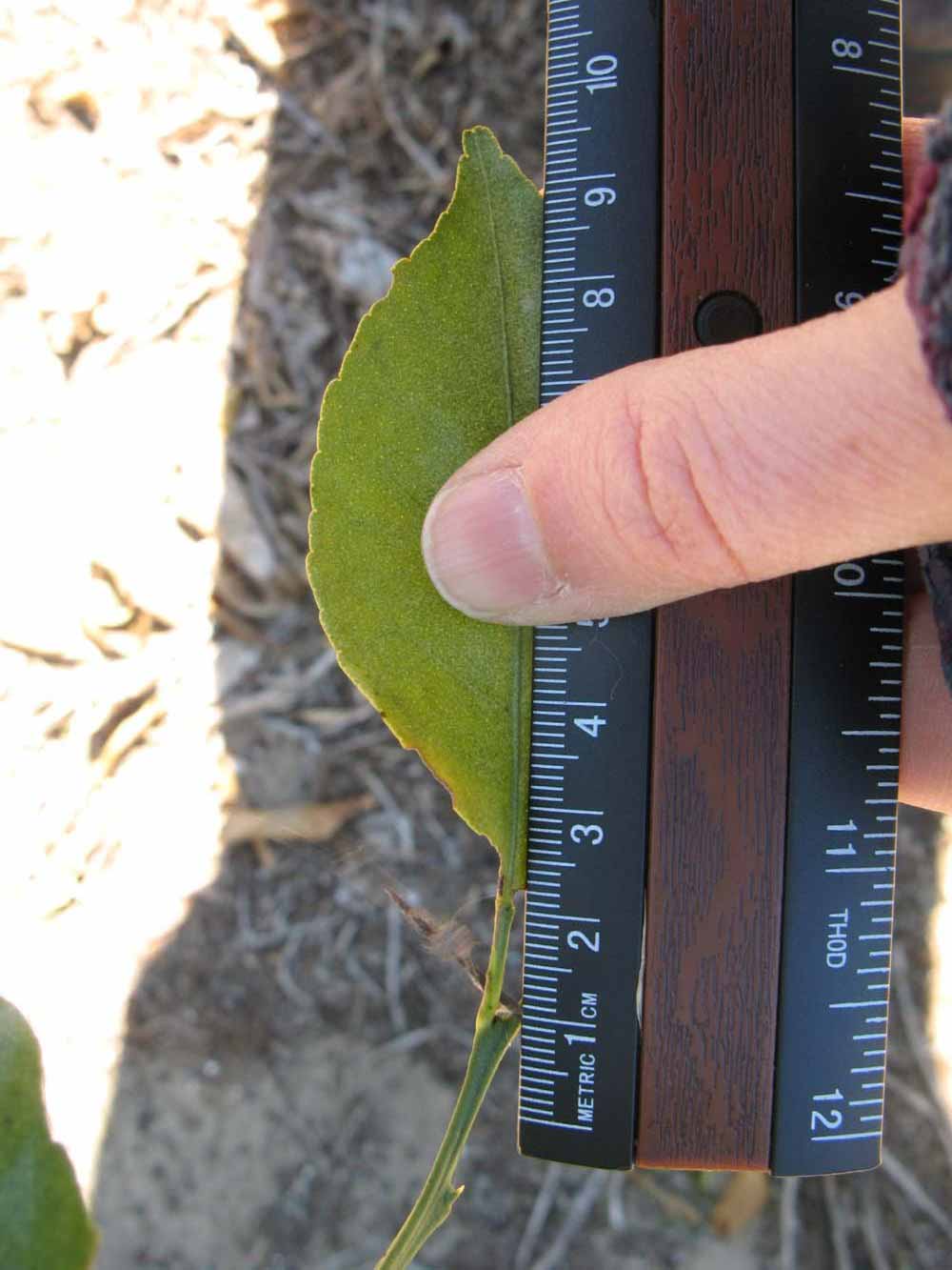              Unifoliolate leaf (Winter Haven, FL)       